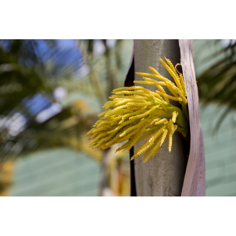 Sucre de coco affiné fleurs de palmier 100% Naturel Origine
